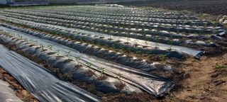 양배추13409님의 고추 · 파종•정식 작성글 사진