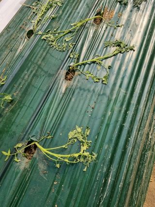 그린톡톡 오계상님의 토마토 · 비료•농약 작성글 사진