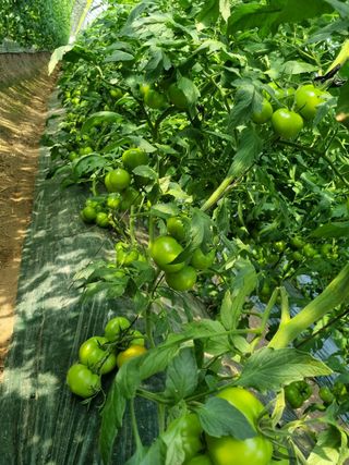 그린톡톡 오계상님의 토마토 · 비료•농약 작성글 사진