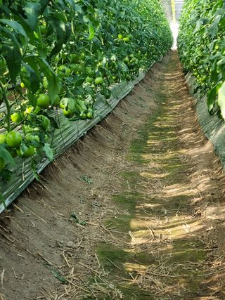 그린톡톡 오계상님의 토마토 · 비료•농약 작성글 사진