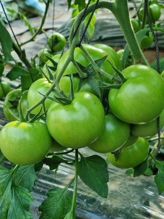 그린톡톡 오계상님의 토마토 · 비료•농약 작성글 사진