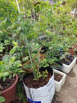 팜모닝 블루베리·자유게시판 게시글 이미지