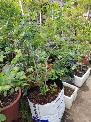 권기익님의 블루베리 · 자유게시판 작성글 사진