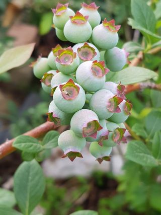 권기익님의 블루베리 · 자유게시판 작성글 사진