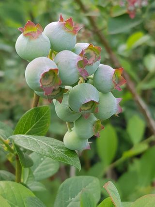 권기익님의 블루베리 · 자유게시판 작성글 사진