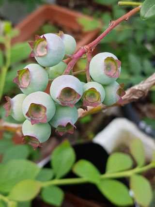 권기익님의 블루베리 · 자유게시판 작성글 사진