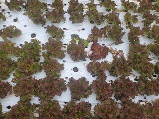 김원택님의 상추 · 병해충상담 작성글 사진