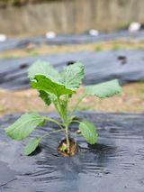 팜모닝 양배추·자유게시판 게시글 이미지