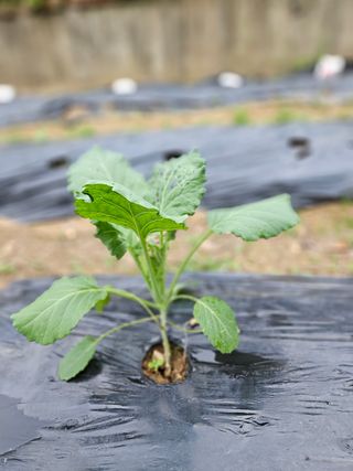 이영재님의 양배추 · 자유게시판 작성글 사진