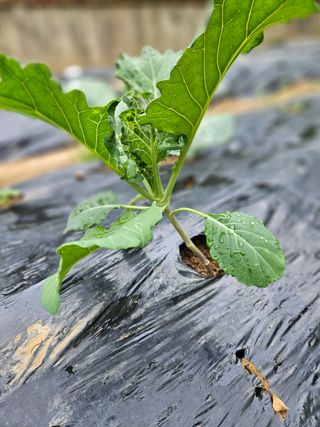 이영재님의 양배추 · 자유게시판 작성글 사진