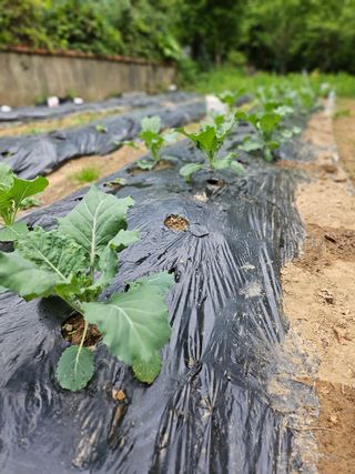 이영재님의 양배추 · 자유게시판 작성글 사진