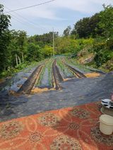 팜모닝 자유주제·자유게시판 게시글 이미지