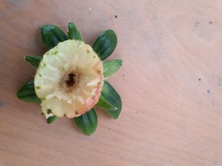 꼬맹님의 딸기 · 병해충상담 작성글 사진