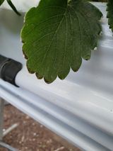 팜모닝 딸기·병해충상담 게시글 이미지