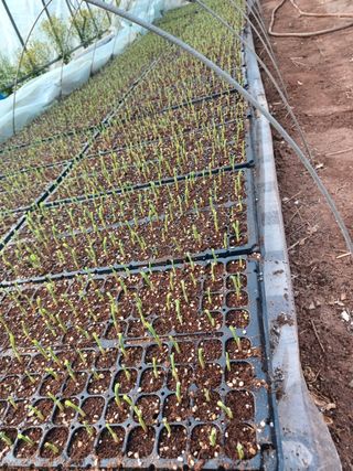 박흥구님의 옥수수 · 자유게시판 작성글 사진