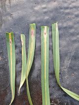 팜모닝 마늘·마늘 쪽 비대기 게시글 이미지