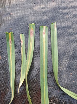 황금벌판님의 마늘 · 마늘 쪽 비대기 작성글 사진