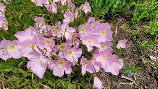 빈현린님의 감 · 자유게시판 작성글 사진