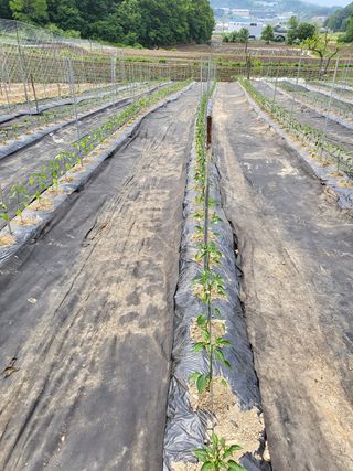 서동예님의 자유주제 · 자유게시판 작성글 사진