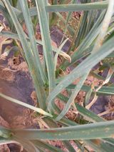 팜모닝 양파·병해충상담 게시글 이미지