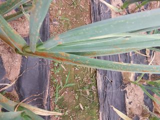 구절초네님의 양파 · 병해충상담 작성글 사진