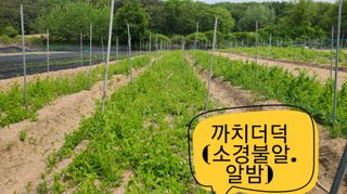 조병대님의 기타작물 · 자유게시판 작성글 사진