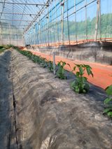 팜모닝 고추·일상 게시글 이미지