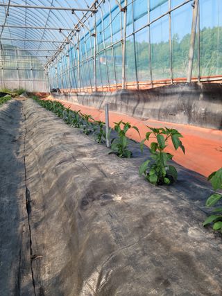 전남 장흥 장주하님의 고추 · 일상 작성글 사진