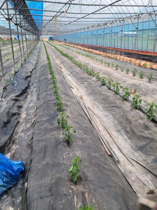 전남 장흥 장주하님의 고추 · 일상 작성글 사진