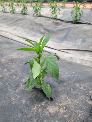 전남 장흥 장주하님의 고추 · 일상 작성글 사진