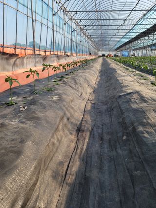 전남 장흥 장주하님의 고추 · 일상 작성글 사진