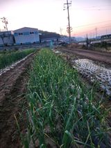 팜모닝 마늘·일상 게시글 이미지