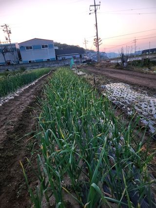 콩8087님의 마늘 · 일상 작성글 사진