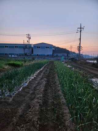 콩8087님의 마늘 · 일상 작성글 사진