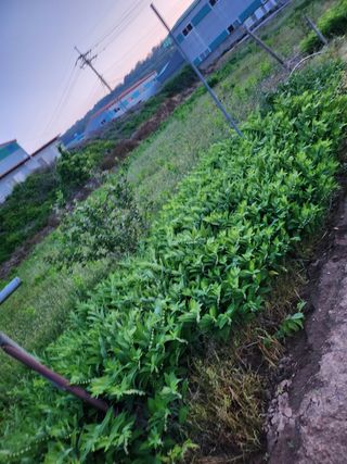 콩8087님의 마늘 · 일상 작성글 사진