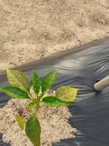 팜모닝 고추·병해충상담 게시글 이미지