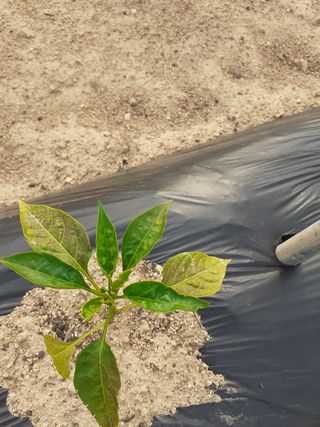 봉좌산님의 고추 · 병해충상담 작성글 사진