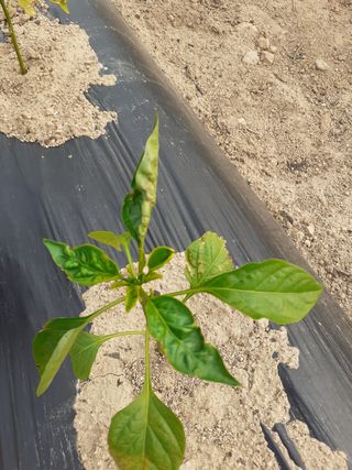 봉좌산님의 고추 · 병해충상담 작성글 사진