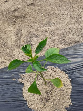 봉좌산님의 고추 · 병해충상담 작성글 사진