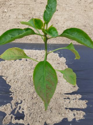 봉좌산님의 고추 · 병해충상담 작성글 사진