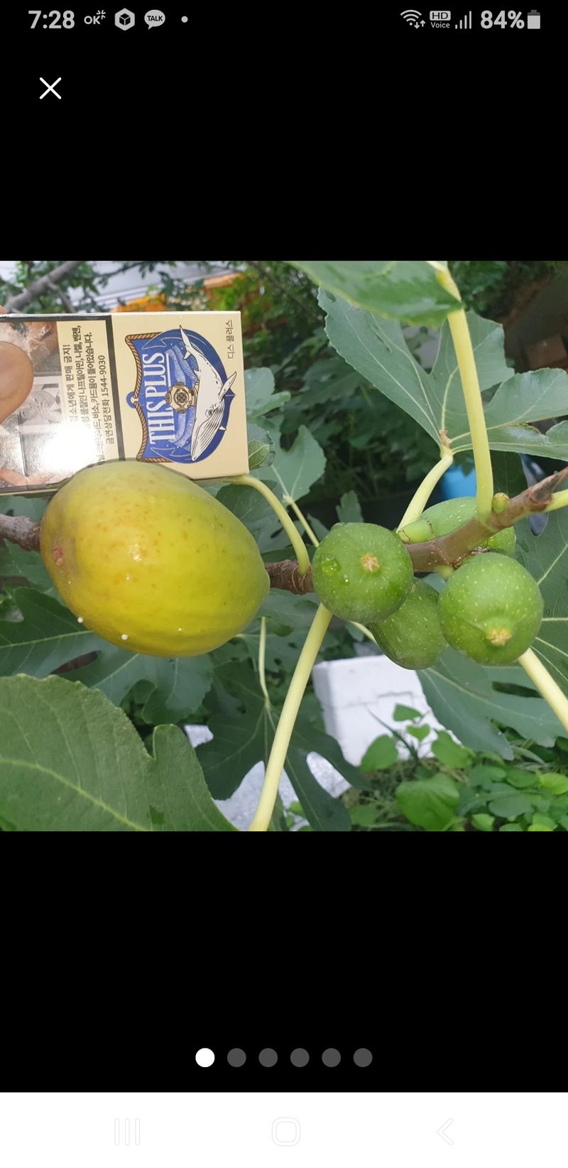 장터 상품 [브라마 닭, 무화과, 빨간 아카시아.] 썸네일