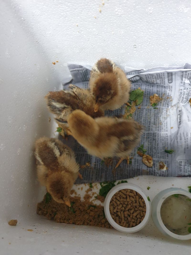 황소머리(노다지)님의 장터 판매 상품 [브라마 닭, 무화과, 빨간 아카시아.] 첨부 사진