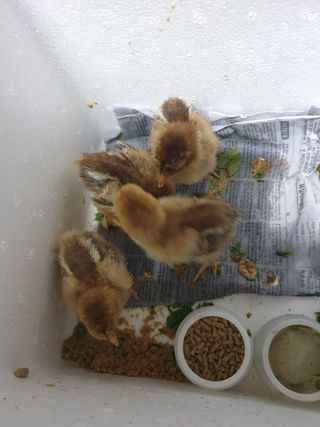 황소머리(노다지)님의 작성글 사진