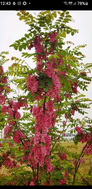 황소머리(노다지)님의 작성글 사진