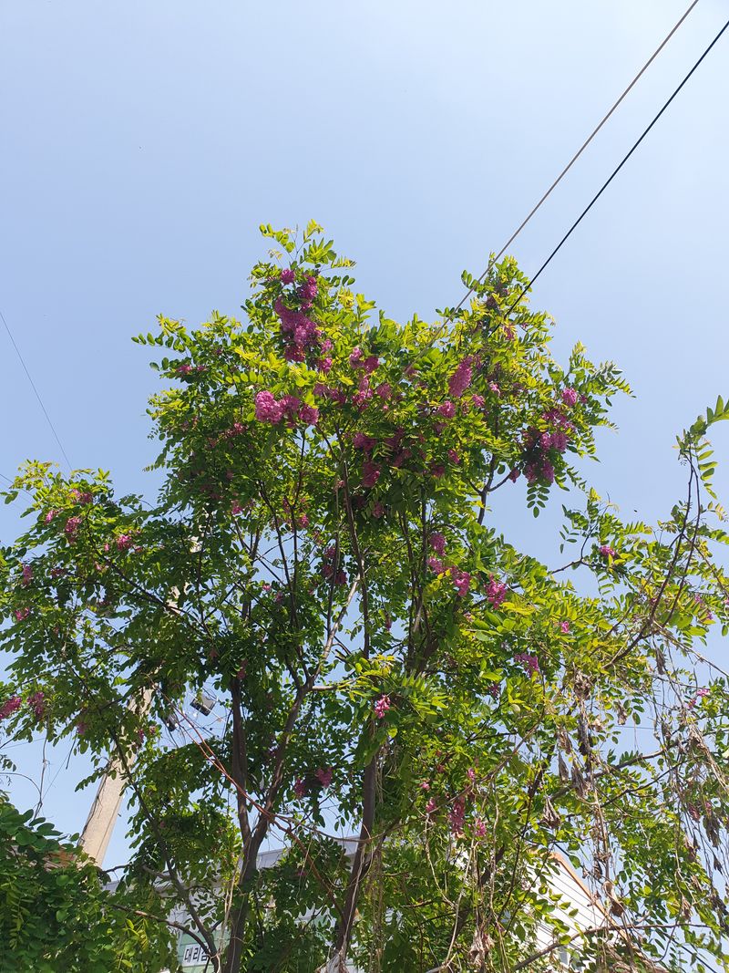 황소머리(노다지)님의 장터 판매 상품 [브라마 닭, 무화과, 빨간 아카시아.] 첨부 사진