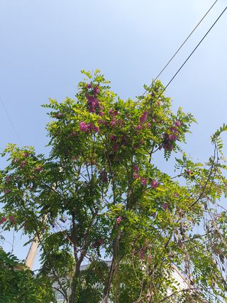 황소머리(노다지)님의 작성글 사진