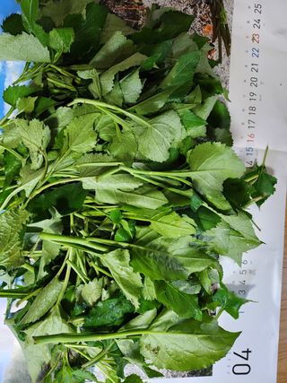 권오채님의 두릅·삽목•정식 작성글 사진