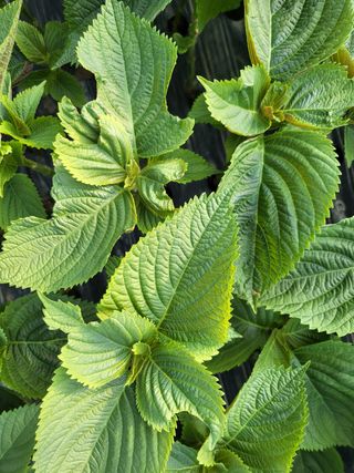 류남열 님의 기타작물 · 병해충상담 작성글 사진