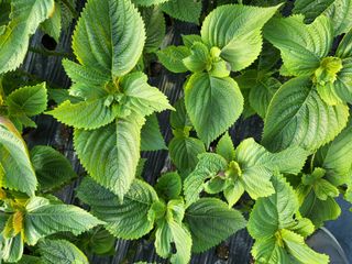 류남열 님의 기타작물 · 병해충상담 작성글 사진