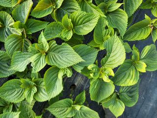 류남열 님의 기타작물 · 병해충상담 작성글 사진